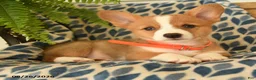 Welsh Corgi Pembroke dogs for sale: Wiggles - Ad 3