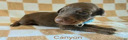 Doberman Pinscher dogs for sale: Canyon - Ad 3
