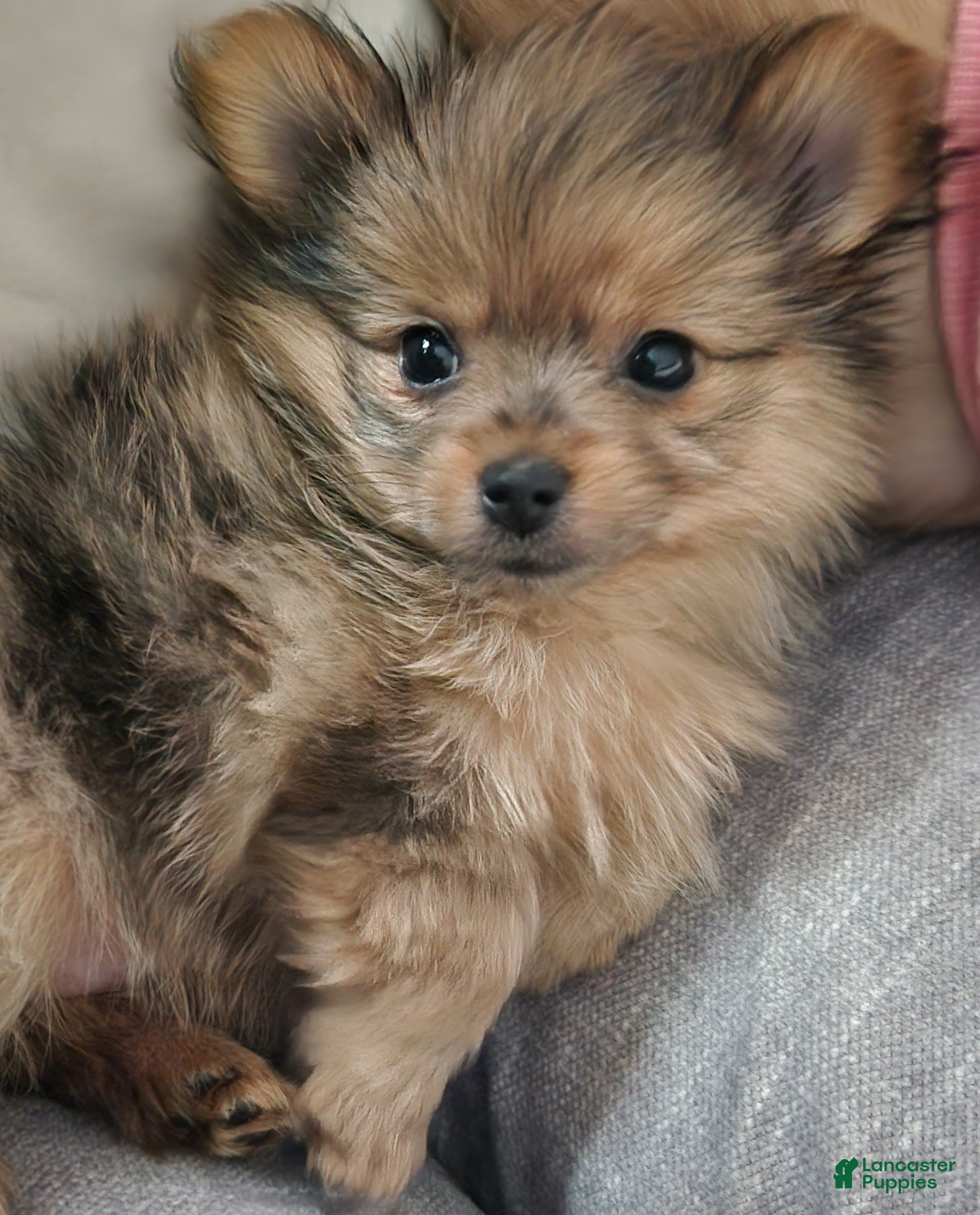 Mixed Breed dogs 🫧Bubbles🫧 - Ad 39