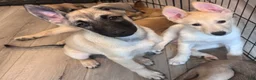 Mixed Breed dogs for sale: Stella - Ad 3