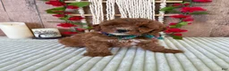 Mini Goldendoodle dogs for sale: Mr. Cloudy - Ad 15