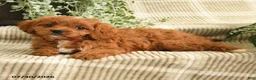 Cavapoo dogs for sale: Paige - Ad 3