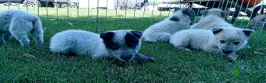 Australian Cattle Dog 1