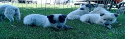 Australian Cattle Dog dogs for sale: Australian Cattle Dog 1 - Ad 1