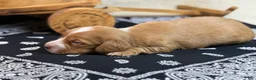 Miniature Dachshund dogs for sale: Dark cream - Blaze - Ad 18