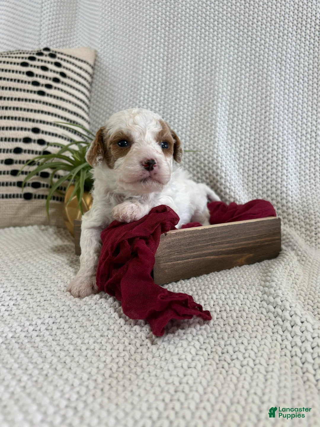 Cavapoo dogs for sale: Peanut - Ad 1