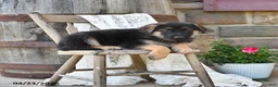 German Shepherd dogs for sale: Brin - Ad 5