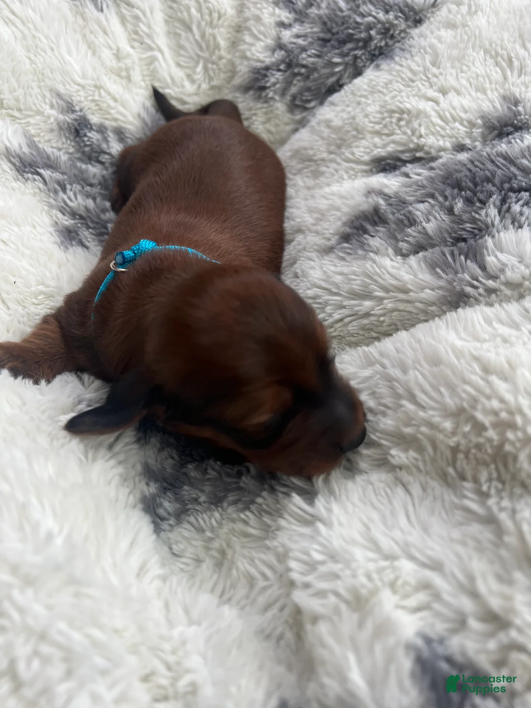 Miniature Dachshund dogs for sale: Cookie - Ad 10