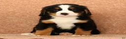 Bernese Mountain Dog dogs for sale: Cole - Ad 7