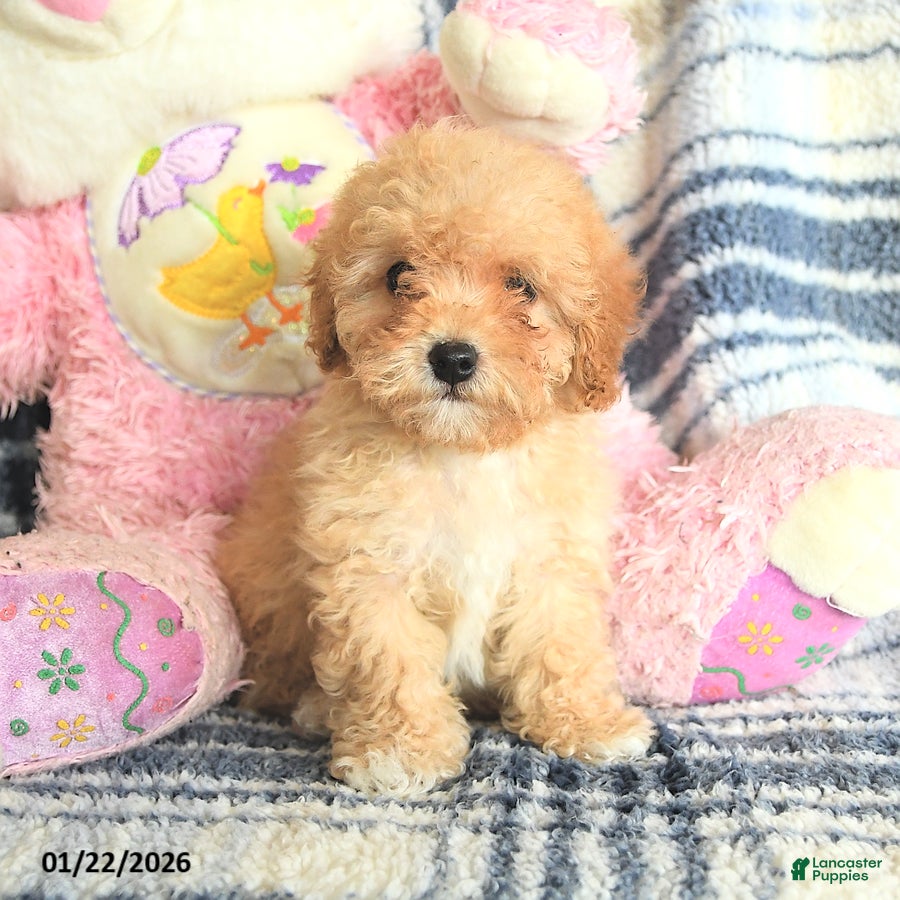 Havapoo dogs Delores - Ad 29