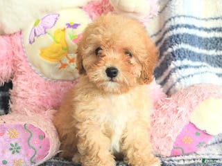 Havapoo dogs Delores - Ad 29