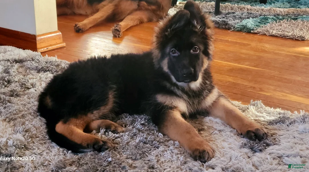 German Shepherd dogs for sale: Buddy  - Ad 1