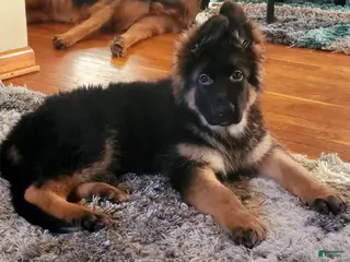 German Shepherd dogs Buddy - Ad 21