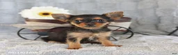 Yorkshire Terrier dogs for sale: Coffee Teacup - Ad 4