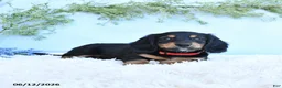 Miniature Dachshund dogs for sale: Korie - Ad 4