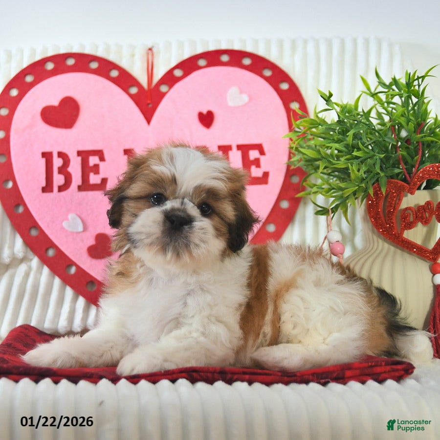 Shih Tzu dogs Romeo - Ad 7