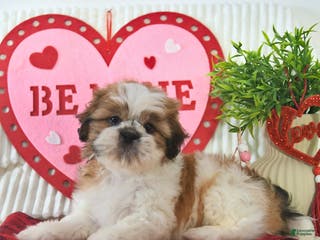 Shih Tzu dogs Romeo - Ad 7