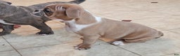 Mixed Breed dogs for sale: Tiny Tan Girl - Ad 4