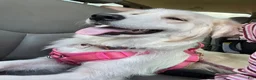 Mixed Breed dogs for sale: Willow - Ad 3
