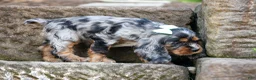 Cocker Spaniel dogs for sale: Letti 🐶💗 - Ad 12