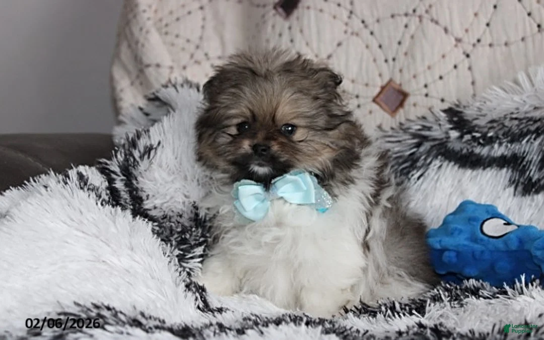 Pomeranian dogs for sale: Teddy - Ad 6