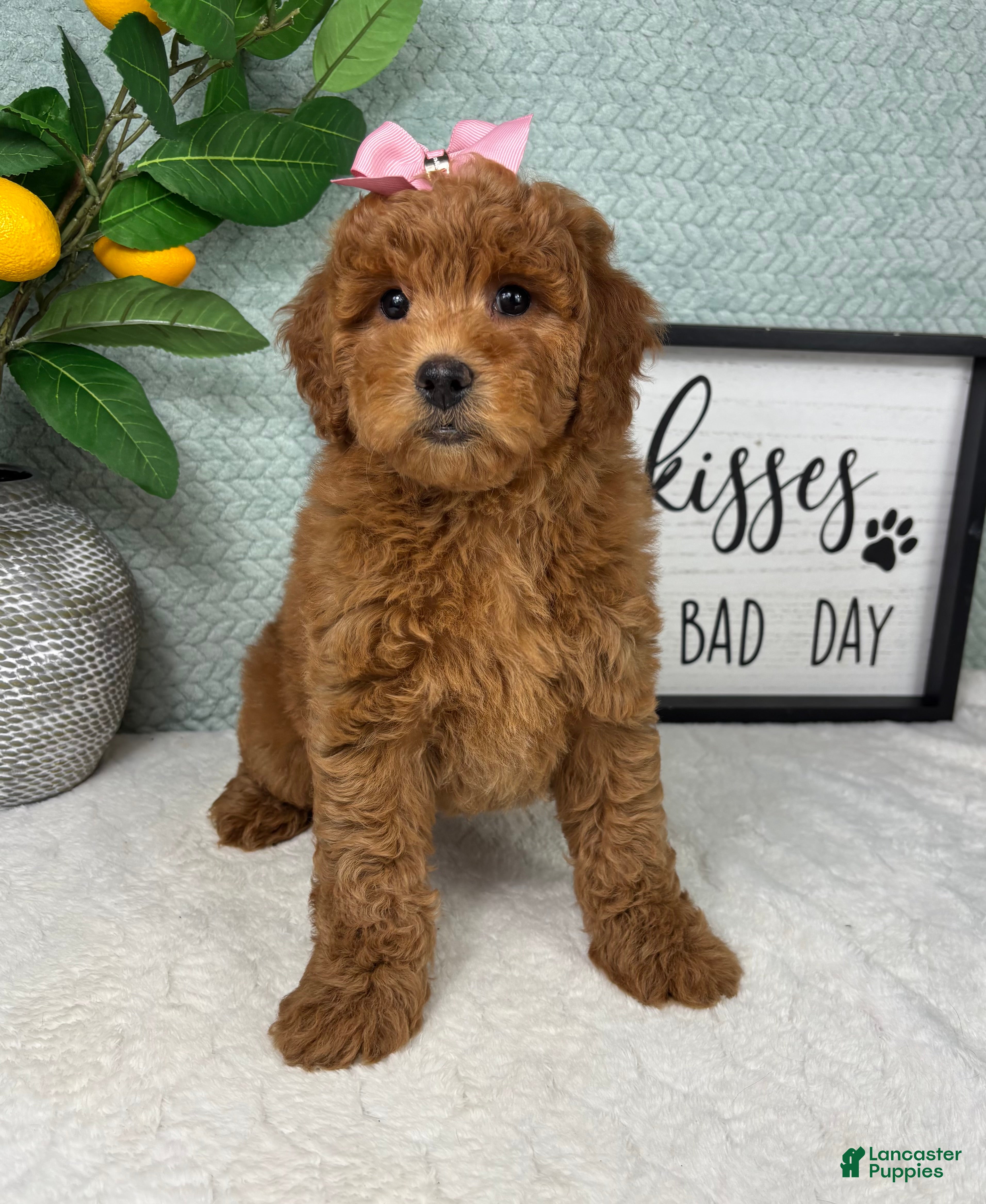 Mini Goldendoodle dogs Georgia  - Ad 10