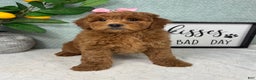 Mini Goldendoodle dogs for sale: Georgia  - Ad 1
