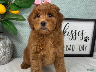 Mini Goldendoodle dogs Georgia - Ad 10
