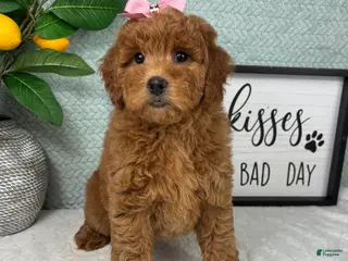 Mini Goldendoodle dogs Georgia - Ad 12