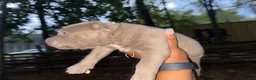 American Pit Bull Terrier dogs for sale: American Pit Bull Terrier 4 - Ad 2