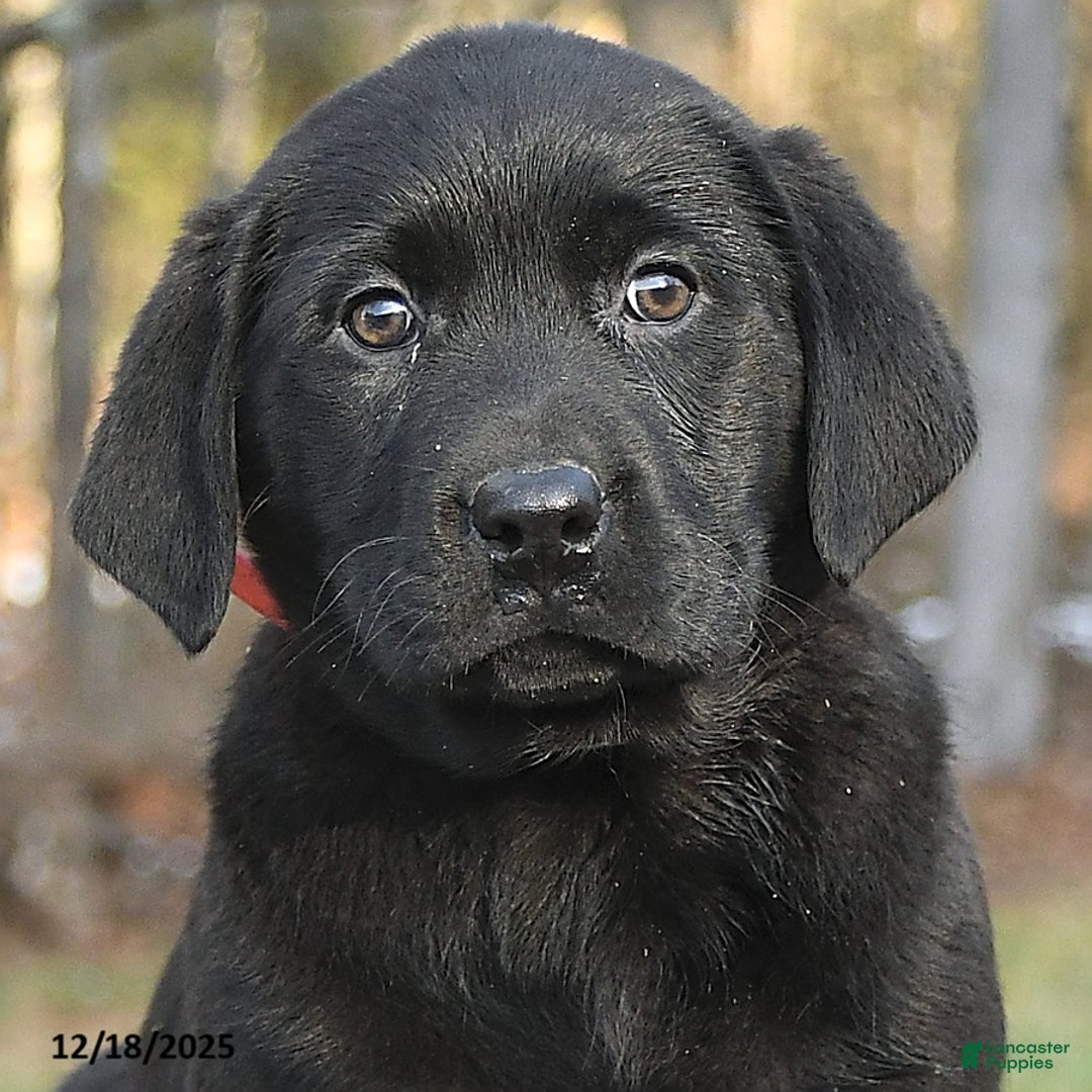Labrador Retriever dogs for sale: Bailey - Ad 3