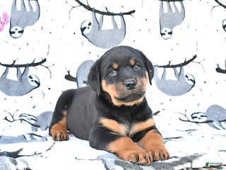 Rottweiler dogs - Ad 37