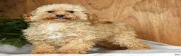 Yorkiepoo dogs for sale: Milo - Ad 10