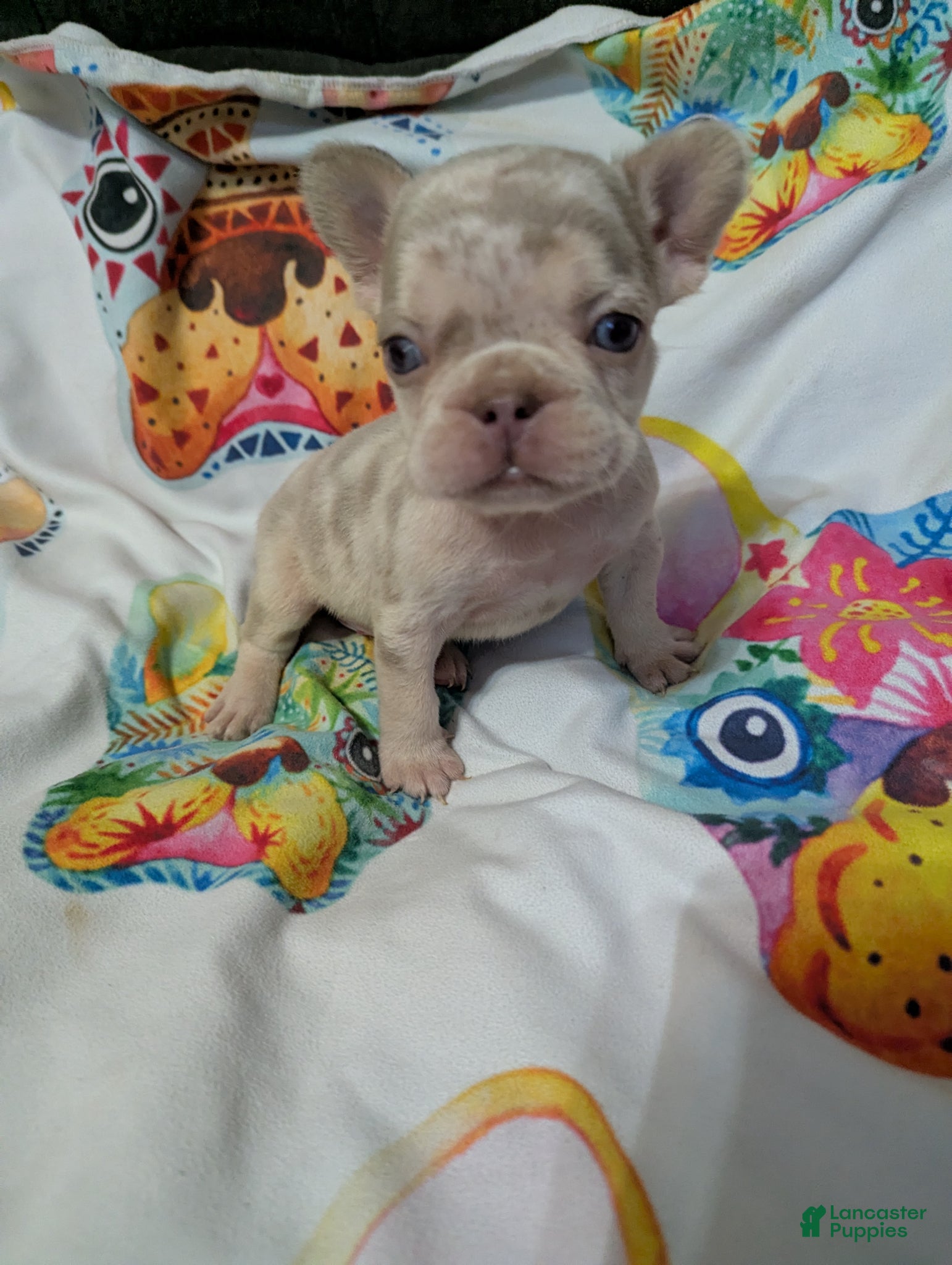 French Bulldog dogs New shade Isabella Merle  - Ad 7