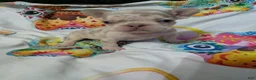 French Bulldog dogs for sale: New shade Isabella Merle  - Ad 1