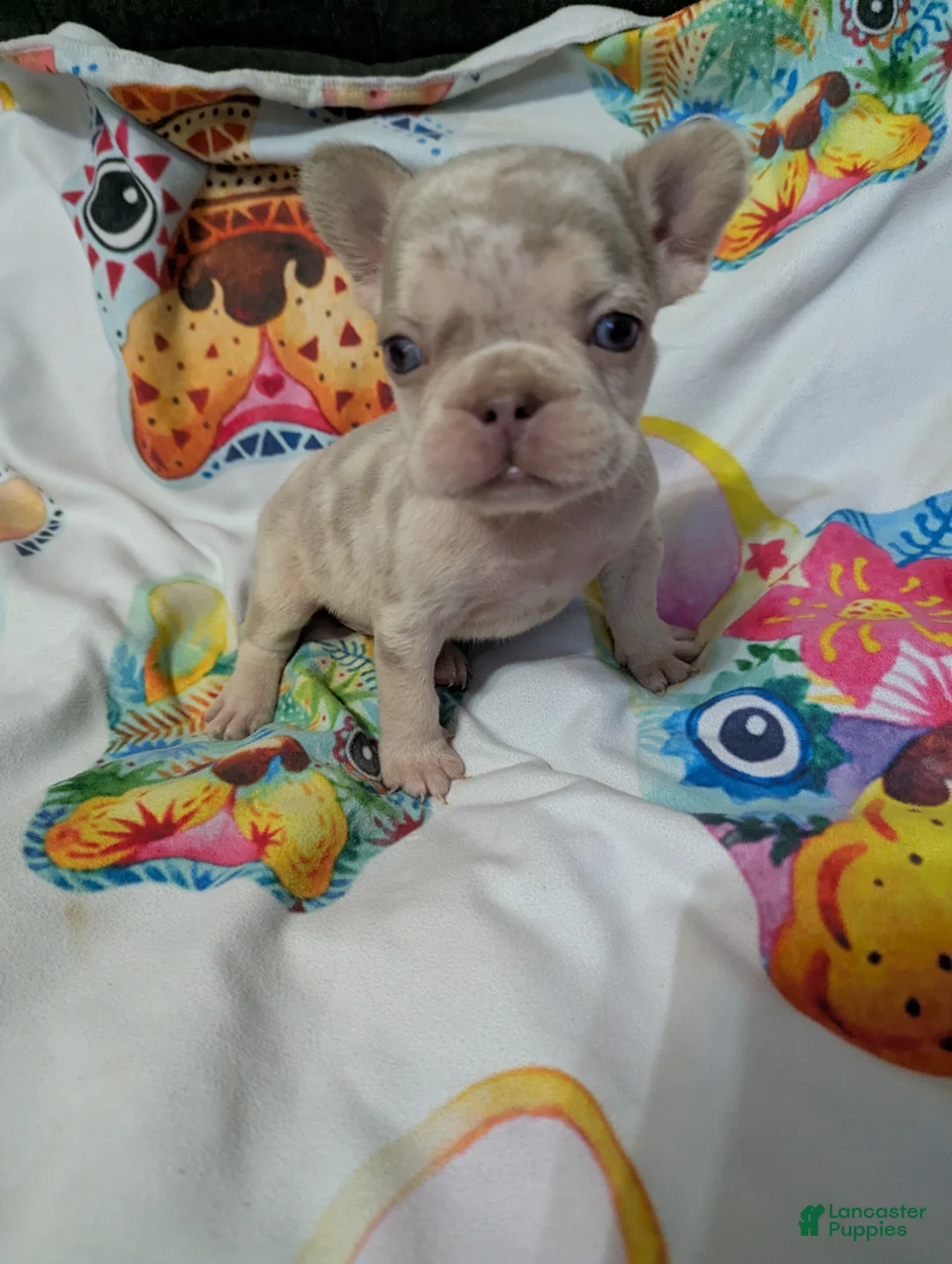 French Bulldog dogs for sale: New shade Isabella Merle  - Ad 1