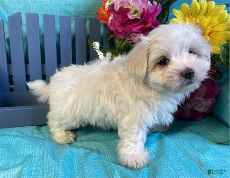 Maltese dogs Maltese Puppy 1 - Ad 13