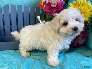 Maltese dogs Maltese Puppy 1 - Ad 13