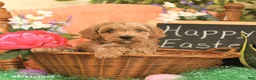 Mini Goldendoodle dogs for sale: Skippy - Ad 3