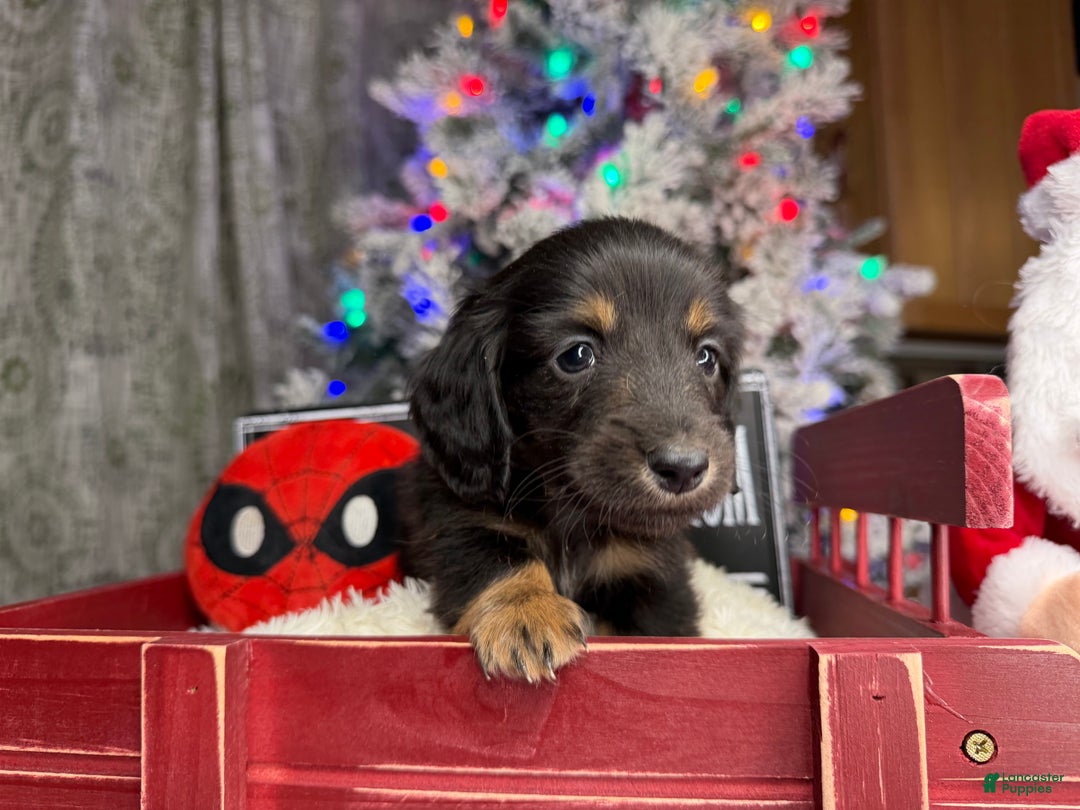 Miniature Dachshund dogs for sale: Champion Pra clear Carrie’s Cream - Ad 4