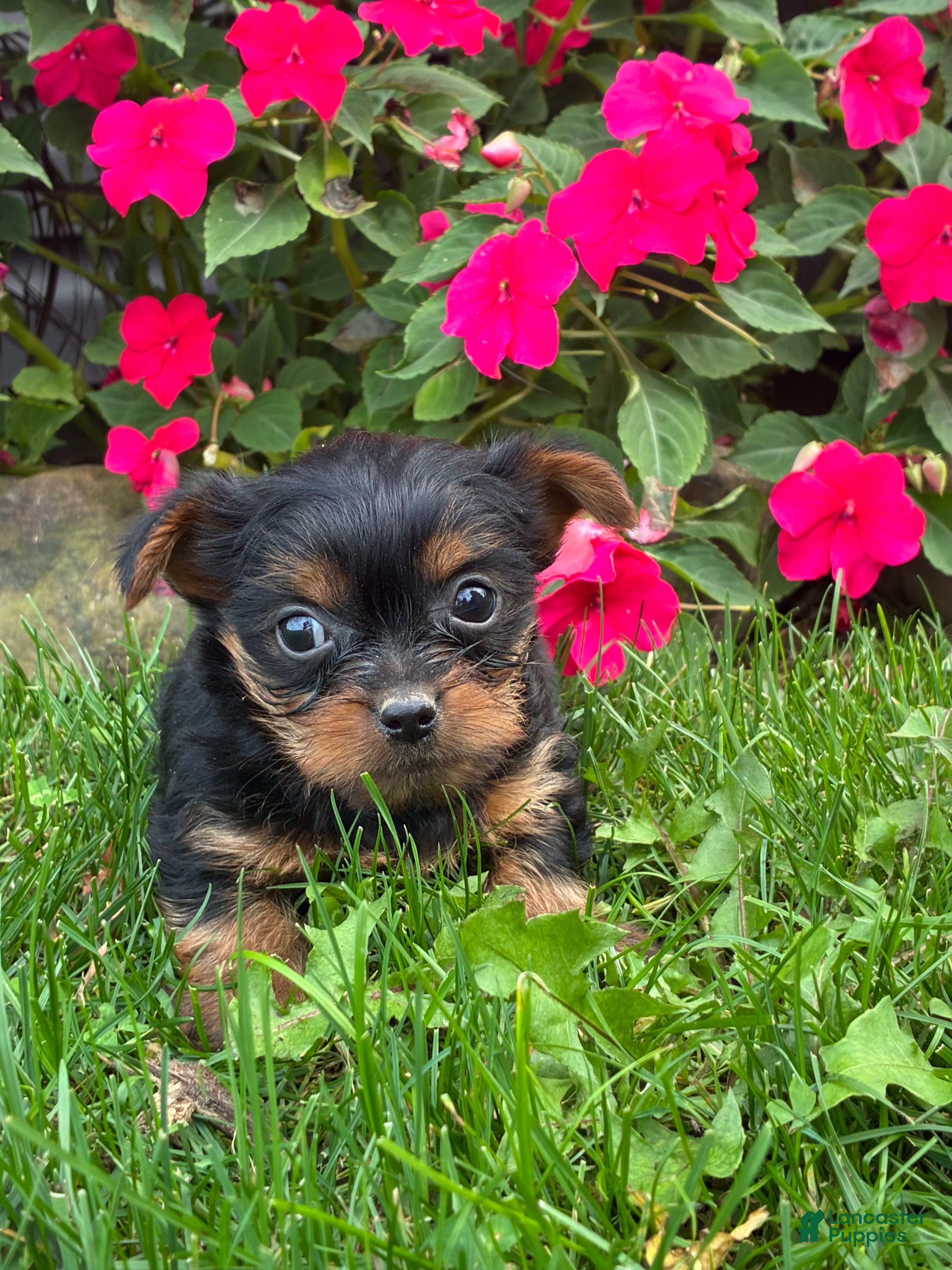 Yorkshire Terrier dogs for sale: Bobby - Ad 2