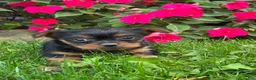 Yorkshire Terrier dogs for sale: Bobby - Ad 2