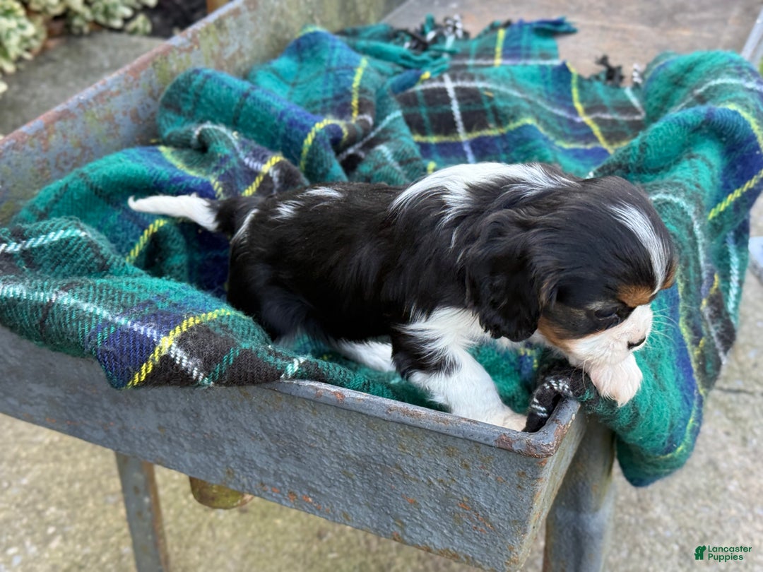 Cavalier King Charles Spaniel dogs for sale: Cutsie - Ad 12