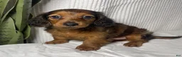 Miniature Dachshund dogs for sale: Theo  - Ad 8