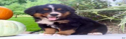 Bernese Mountain Dog dogs for sale: Chad - Ad 5