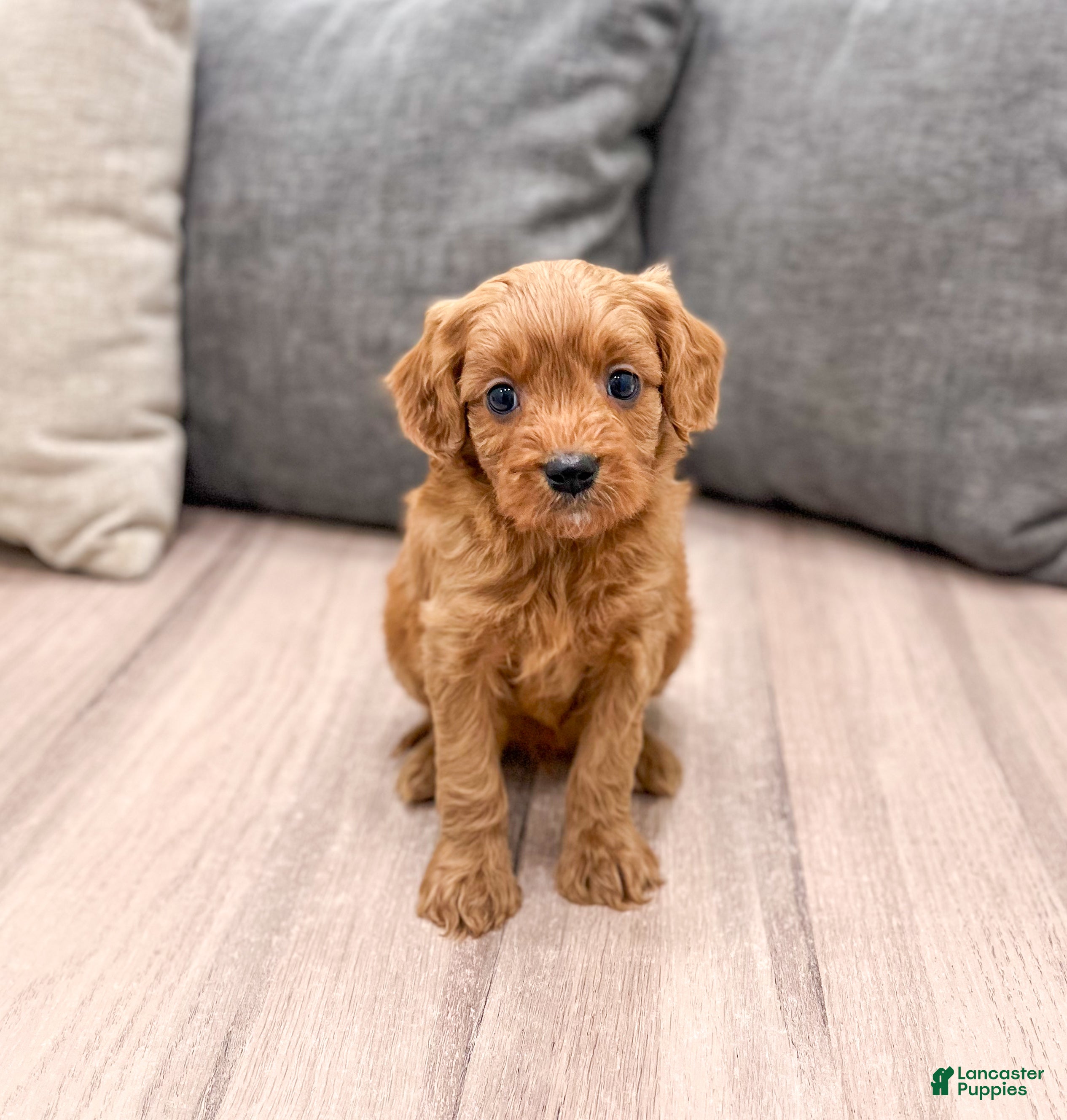 Cavapoo dogs Rudolf - Ad 24