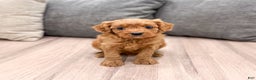 Cavapoo dogs for sale: Rudolf - Ad 1