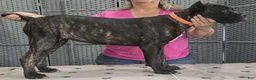 Cane Corso dogs for sale: Orange Girl - Ad 5