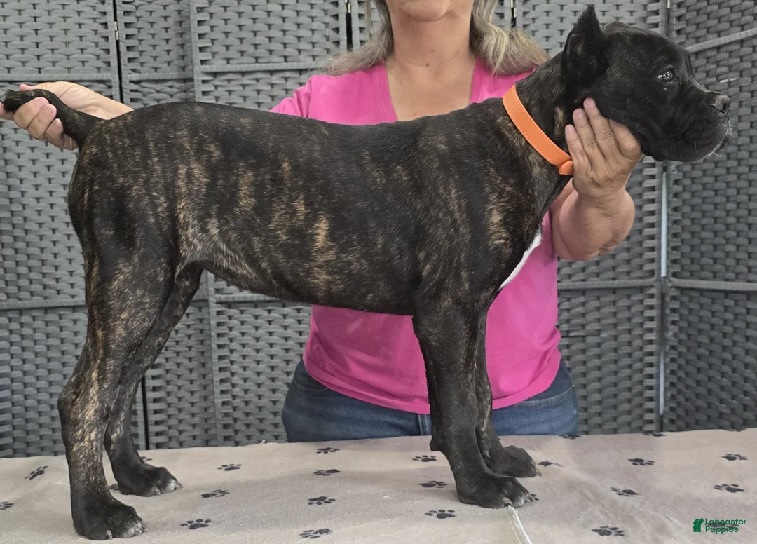 Cane Corso dogs for sale: Orange Girl - Ad 5