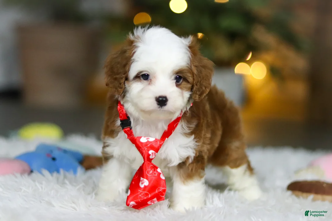 Cavapoo dogs for sale: Sawyer - Ad 2